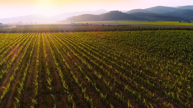 Aerial Flyover Shot of Beautiful Vineyards in the Sunset, Mighty Mountains Seen in the Background.Shot on a Camera in 4K (UHD).
