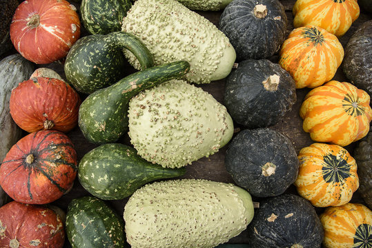 teste di zucca miste