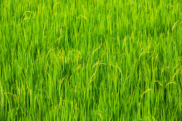 Rice field, Field background