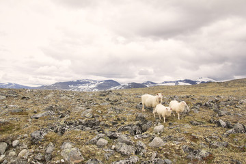 Sheeps on mountain in joutunheimen