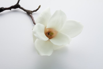 Naklejka na ściany i meble Magnolia Beautiful flowers in a white background