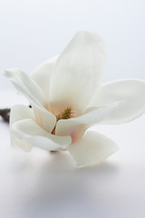Fototapeta na wymiar Magnolia Beautiful flowers in a white background