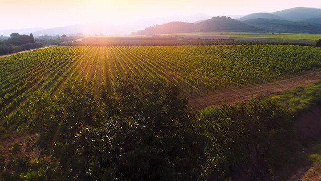 Aerial Flyover Shot of Beautiful Vineyards in the Sunset, Mighty Mountains Seen in the Background.Shot on a Camera in 4K (UHD).
