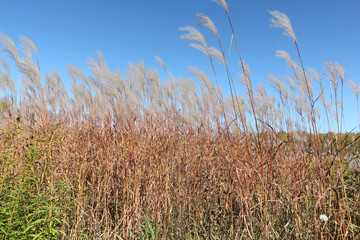 Obraz premium Feather grass on the background of the blue sky in autumn