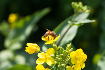 Agricultural field on which it grows rapeseed blooming yellow flowers