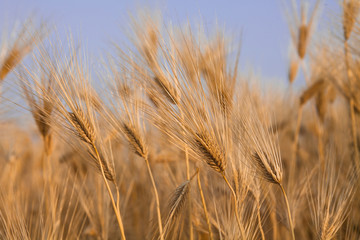 Golden barley field with blue sky