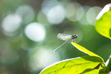 Dragonfly