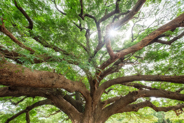 Big rain tree branch shady