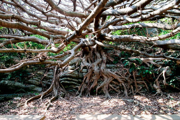 樹木・大木・老木