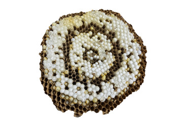 Brown wasps nest with larvae and eggs