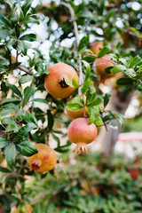Ripe pomegranate fruit on tree branch