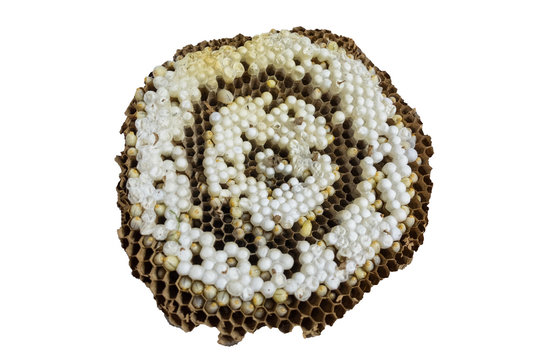 Brown wasps nest with larvae and eggs