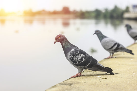 Group of pigeons standing on the river bank.