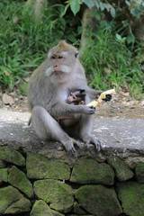 Naklejka na ściany i meble Bali: Javaneraffe mit Nachwuchs im Monkey Forest Sanctuary in Ubud