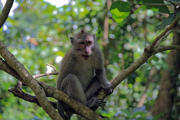 Naklejka na ściany i meble Bali: Javaneraffe im Monkey Forest Sanctuary in Ubud