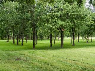 Fototapeta na wymiar Many trees in park,fresh air with a tree.