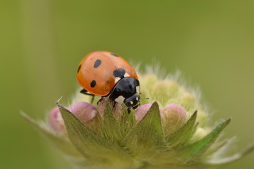 Ladybird on flower macro