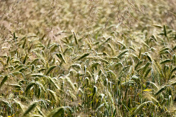 Field of ripening wheat