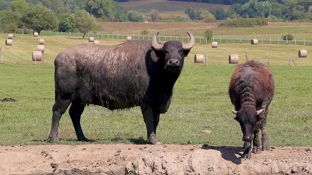 Hungarian water buffaloes 