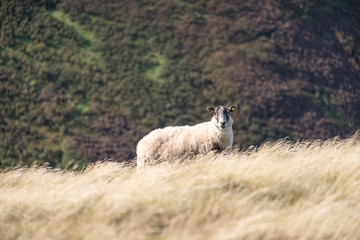 Blackface Sheep looking toward, on the hill in Scotland