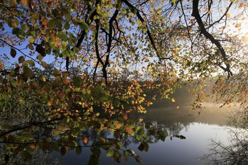 goldener Oktober, verf&auml;rbte Bl&auml;tter im Herbst, postkartenmotiv