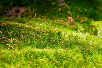 Fototapeta premium grass like a carpet