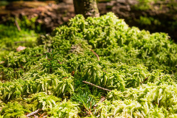 Fototapeta premium grass like a carpet