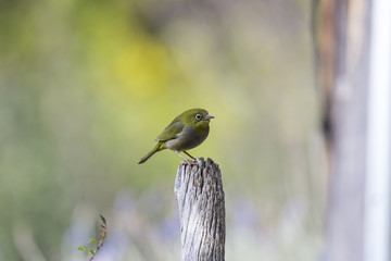 Australian Silvereye sitting on a fence post