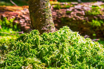 Fototapeta premium grass like a carpet