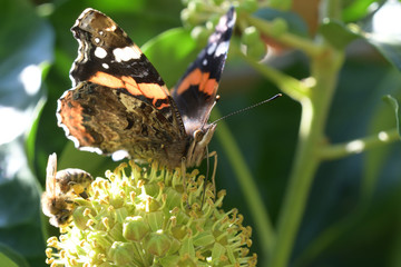 macro detail butterfly on the flower