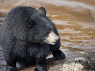 Black Bear near water