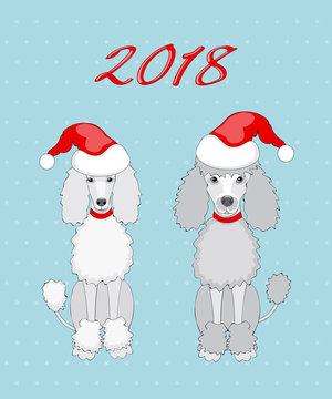 pair of poodle with 2018