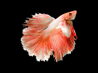 The Betta Siamese fighting fish, Betta splendens Pla-kad ( biting fish ) Thai. (Halfmoon big ears...