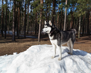 Dog Siberian Husky standing on snow snowdrift