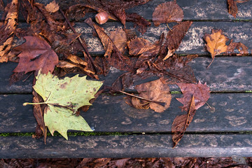 Autumn leaves
