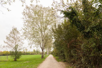 sentiero con betulle a sinistra in autunno