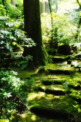 Stairs in a Forest