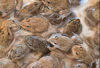 Group of frogs in the farm