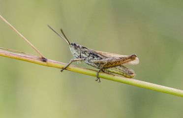 Konik Polny