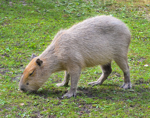 Funny capybara eats grass in the enclosure at the zoo. The capybara is the largest living rodent in the world. Capybara portret close up
