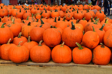 Group of pumpkins