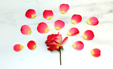 Composition with rose petals. rose flower. marble. flat lay