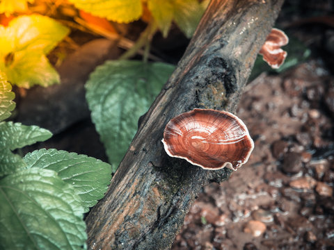 Beautiful mushroom in forest