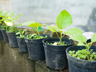 Young green sapling eggplant tree grow up from soil in black pot. Agriculture and environment concept.
