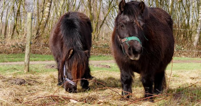 Two dark brown shetland pony's eating in spring with trees in background