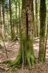 Fototapeta premium interesting wood