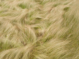 White and green grass with flower in nature for background.