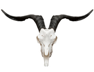 Goat skull isolated on white