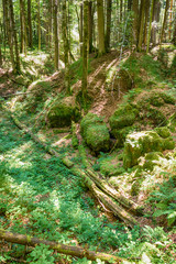Fototapeta premium the forest