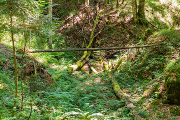 Fototapeta premium the forest